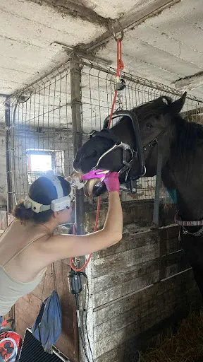 AllVet lek. wet. Agnieszka Lulińska - leczenie koni